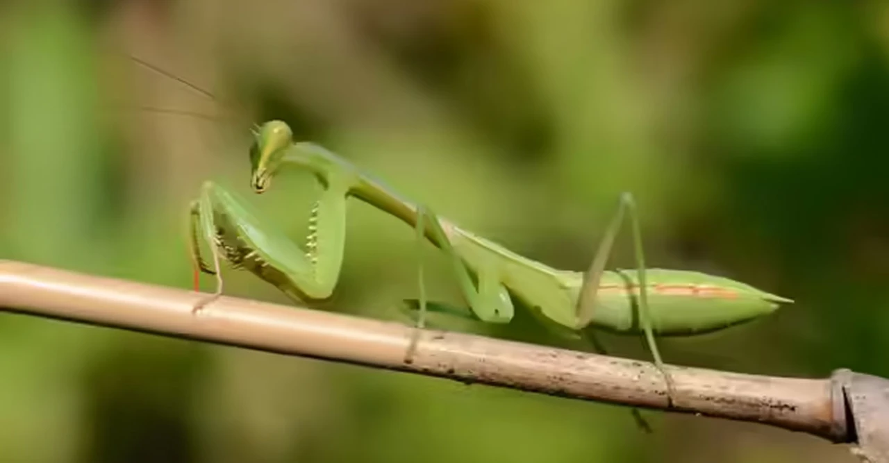 Invasive Praying Mantises Rapidly Spreading Across Europe as Temperatures Rise