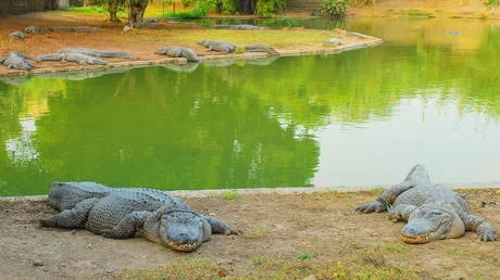 Israel Reclassifies Nile Crocodiles to Use Them as Prison Guards for Palestinian Inmates